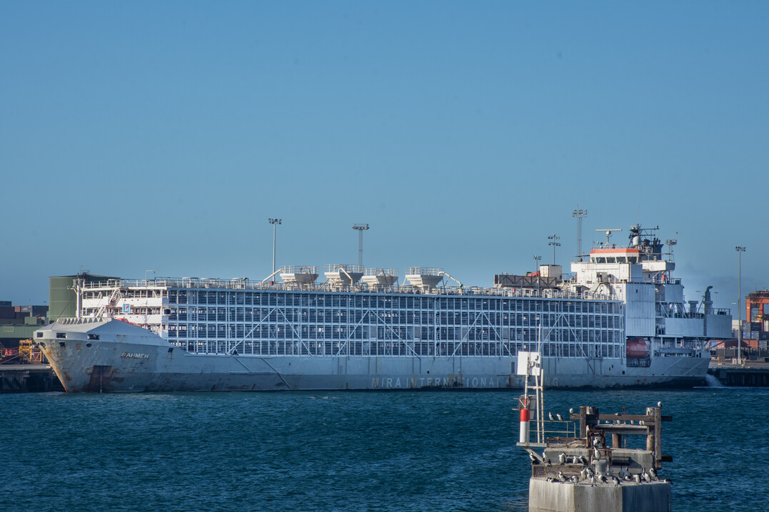 Fremantle, Western Australia - Animal Export Schiff