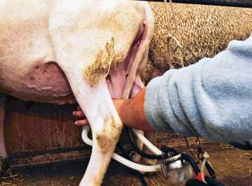 Whrend der Laktation und der Trchtigkeit bentigen Mutterschafe eine bedarfsgerechte Futterversorgung.