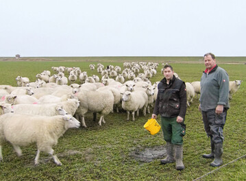 Karl Henning Hinz und sein Sohn Max beim tglichen Schaf-Check an einem typischen Herbstwintertag in Schleswig-Holstein. Trotz aller Herausforderungen sind sie gerne Schfer, denn das ist die Arbeit, die sie lieben. 