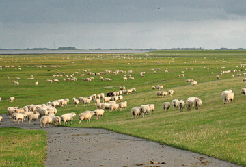Sommerbeweidung am Deich des 
Wesselburenerkoogs. 