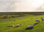 Typische Schafhaltung in Schleswig-Holstein: Schafe auf dem Deich und auf dem sogenannten Deichvorland. Hier ist die Haltung von Herdenschutzhunden verboten!