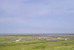 Das Deichvorland wird fast ausschließlich von Schafen
beweidet. Meist sieht es idyllisch aus, aber es kann auch
ein anderes Gesicht zeigen.