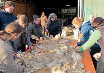 Sarah Plogmann (3.v.r.) zeigte die Unterschiede innerhalb eines Vlieses und demonstrierte, wie die hochwertigen Wollbereiche von den weniger wertvollen Wollen getrennt werden knnen, um sie dann gesondert vermarkten zu knnen. 