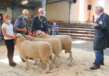 Preisrichter Lindeburg verkndet den Siegerbock bei den Milchschaf-Lammbcken aus der Zucht von Schrder (r.). 