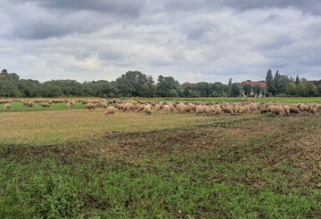 Stoppelhten auf den Versuchsflchen der Landesanstalt 
fr Landwirtschaft und Gartenbau (LLG) in Bernburg.