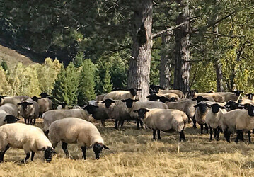 Suffolks der Schferei Oberharz im Landschaftspflegeeinsatz.
 