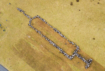 Als Beitrag zur Bekmpfung der Pandemie fanden die rund 700 Schafe und Ziegen von der Hpen Schferei aus Camp Reinsehlen zielstrebig ihren Platz und bildeten eine rund 100 Meter groe Spritze. 