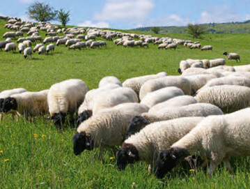 Hervorragende Rhnschafherde der Landschaftspflege Agrarhfe GmbH 
Kaltensundheim.