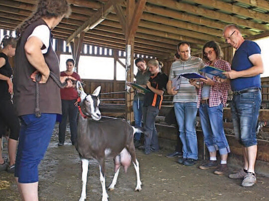 Der Workshop zur Linearen Beschreibung von Thringer Wald Zuchtziegen im Rahmen des Projekts GoOrganic wurde vom Landesverband Thringer Ziegenzchter als Projektpartner mitorganisiert.