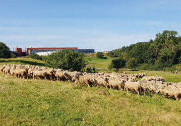 Die Merino-Schafherde von Familie Brendel.