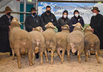 Ia-Siegerböcke bei den Merinolandschafen (v.l.): Kat.-Nr. 13 aus der Zucht von Alexander Füller, geführt von Jürgen Paulus, Kat.-Nr. 28 von Thorsten Scherpf, Kat.-Nr. 47 von Sebastian Schmutz, Kat.-Nr. 65 von Klemens Roß, geführt von Kerstin Smietana, Kat.-Nr. 85 von Anton König, geführt von Silke König, und Kat.-Nr. 120 von Klemens Roß.