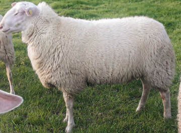 Auch dieser 10 Monate alte Milchschafbock aus Ostfriesland wurde nach England verkauft.