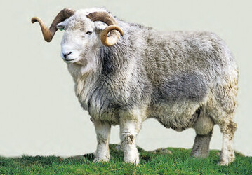 Herdwicks sind robuste Schafe. Diese alte Landrasse wird vor allem im Lake District im Norden Englands gehalten. Sie ist besonders an die rauen Bedingungen dieser Bergregion angepasst. Einer der Zchter ist James Rebanks. Er ist Schfer im Lake District und Autor von zwei sehr empfehlenswerten Bchern: Mein Leben als Schfer und Mein englisches Bauernleben.