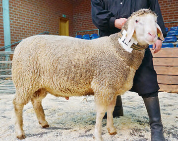 Als Gesamtsieger erbrachte dieser Merinolandschafbock von Markus Kleinbeck 3800 Euro.