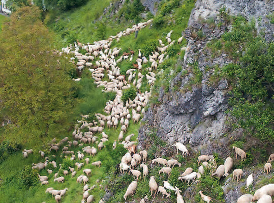 Hteschafhaltung in den Mittelgebirgslagen.
