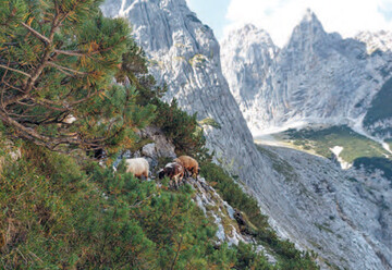 In diesem Gelnde ist die Trittsicherheit unabdingbar. Das Bergschaf ist die geeignete Rasse fr solche Steillagen.