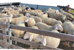 Die Kleinschafhalter können ihre Lämmer zur Verladestelle bringen.