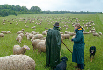 Vor-Ort-Termin bei einem Wanderschfer.