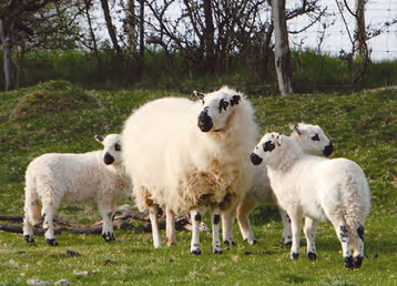 Fr Welsh hill speckled sheep (Walisische gesprenkelte Bergschafe) sind schwarz gesprenkelte Muler, Ohren, Augen und Beine typisch. Die exzellenten Mutterschafe sind ruhig und frsorglich. Sie lammen leicht ab, haben viel Milch und verteidigen ihre Lmmer. Die Lmmer sind lebenstark und wchsig