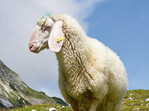 Weißes Bergschaf