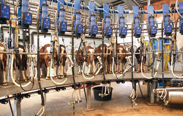 Nicht alle Tiere eignen sich zum Dauermelken. Ein wesentliches Kriterium ist die Laktationspersistenz, also eine konstant hohe Milchleistung, die nur langsam abfllt.