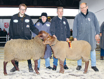 Coburger Fchse, jngere Klasse, Siegerbock aus der Zucht Wachtendorf (r.), Reservesieger aus der Zucht Ostmann.