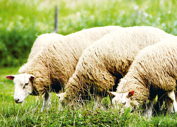 Fr jede Schaf-und Ziegenhaltung mit Weidegang ist die Endoparasitenbekmpfung ausschlaggebend fr Leistung und Gesundheit der Tiere. Um bermiges Entwurmen und damit Resistenzbildungen zu vermeiden, gibt es eine Online-Hilfe zur Untersttzung.