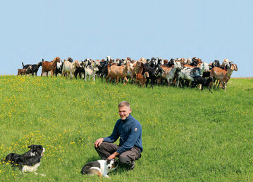 Die beiden Border Collies Kalle und Eddy mit englischer Zuchtbuch-Abstammung untersttzen Sven Kloy bei seiner tglichen Arbeit mit den Ziegen.