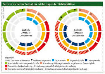 Zeit zur sicheren Entnahme nicht tragender Schlachttiere