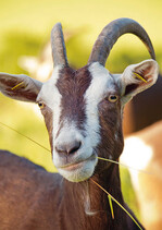 Thüringer Wald Ziege