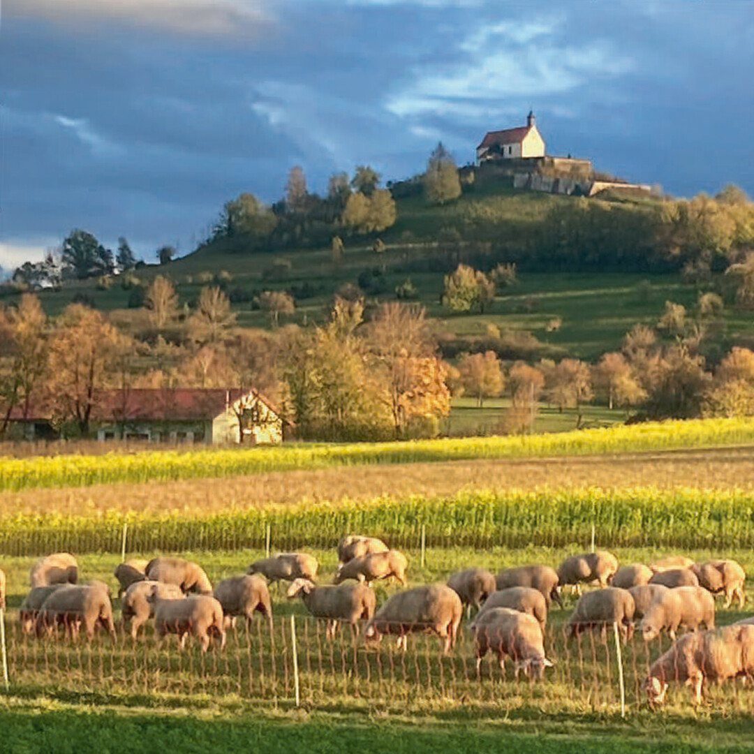Ein echter Hingucker: Die bekannte Wurmlinger Kapelle. Vom Ort Wurmlingen führt ein Kreuzweg auf den Berg.