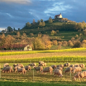 Ein echter Hingucker: Die bekannte Wurmlinger Kapelle. Vom Ort Wurmlingen fhrt ein Kreuzweg auf den Berg.