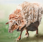 Ramses mit Bockschürze: Coburger Fuchsschafbock, Aquarell, 40 x 40 cm, Marion Uphues-Klee.