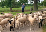 Joachim Rehse bei seinen Schwarzkopf- und Merinofleischschaf-Zuchtlämmern.