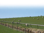 Typische Deichbeweidung in Niedersachsen. Im Vordergrund der Deichgraben oder auch Rhynschloot, der der Entwässerung des Deiches dient. Zur Einzäunung von Deichen werden in der Regel Knotengitterzäune eingesetzt. Um Hasen und anderen Kleintieren den Durchschlupf zu ermöglichen, wurden sie häufig „falsch“ herum aufgestellt, denn bislang reichte es, die Schafe ausbruchsicher einzuzäunen. Eine wolfsabweisende Einzäunung mit Untergrabeschutz und Überkletterschutz ist an vielen Stellen nur mit großem Aufwand oder fast gar nicht möglich.