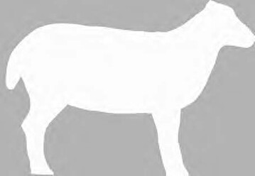 Mal-Aktion: Das bunte Schaf