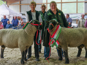 Die beiden Siegerbcke der Rassen Suffolk aus der Zucht Filies und Schwarzkopf aus der Zucht Specht (r.). Letzterer nahm den Titel Landessieger mit nach Hause.