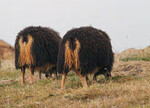 Nordische Schafrassen (hier Islandschafe) gehören zu den Kurzschwanzrassen.