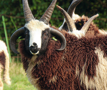 Jakobschaf
