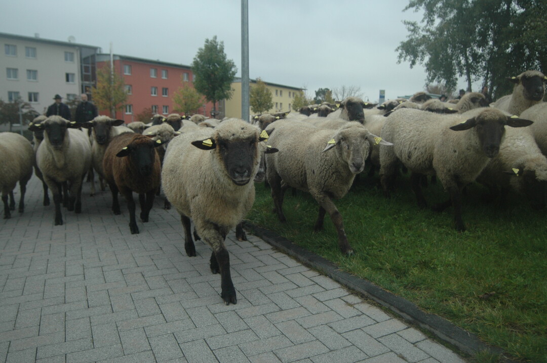 Die Schäfer benötigen mehr Aufmerksamkeit, denn vielen Menschen ist gar nicht bewusst, welche wichtigen Aufgaben die Schafe für unsere Gesellschaft übernehmen. Mit dem Hirtenzug - hier bei der Abschlussveranstaltung in Trier 2010 - haben die Schäfer bereits vor acht Jahren auf ihre schwierige Situation aufmerksam gemacht.