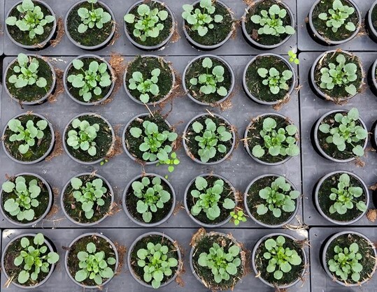 Substrate aus Schafwolle sollen Torf und Plastik im Gartenbau ersetzen.