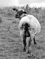 Die Online-Entscheidungshilfe gibt es
demnächst auch für Schafe.