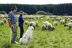 Bald wird es wegen der Wölfe kaum noch Schafherden ohne die ständige Bewachung
durch Herdenschutzhunde geben: Eine Steuerbefreiung ist notwendig!