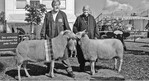 Bundessiegerschaf (S) und Reservesiegerin
(RS) bei den Milchschafen von Günter
Lindeburg (links) und Günther Fischer.