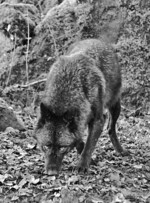 Allein die Nähe eines Wolfes kann bei einer Schafen schon
zu Panik und zum Ausbruch der Herde führen.