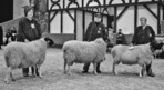 Die besten Züchter des Rhönschafes
aus dem ganzen Bundesgebiet
treffen sich zum Wettbewerb.