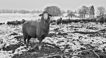 Schfer aufgepasst: Es gibt eine
Hrteregelung fr die Beitrge zur
Landwirtschaftlichen Krankenkasse