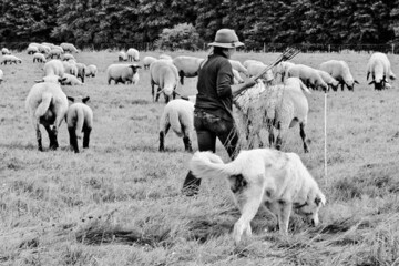 Herdenschutzhunde und spezielle
Elektrozune schtzen vor Wolf
und Luchs  kosten aber viel Geld!