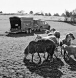 Vorerst gibt es leider keinen Agrardiesel
für Schäfer.