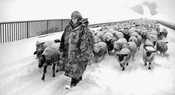 Die Schfer Carole und Pascal, ihre
800 Schafe, drei Esel und vier Hunde
sind die Winternomanden.